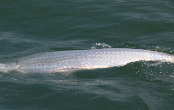 70 pound Tarpon on the surface