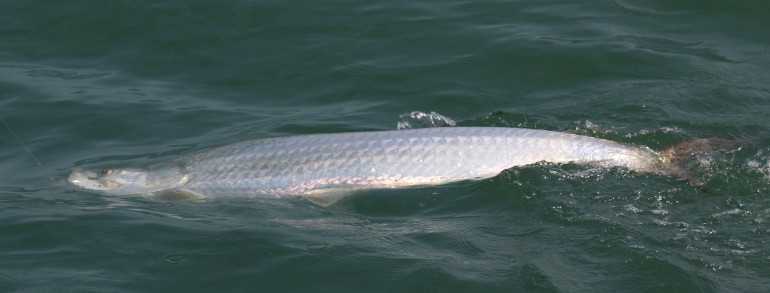 70 pound Tarpon on the surface