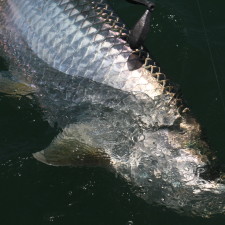 Wrapping up a day with a 70 pound Tarpon