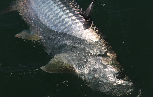 Wrapping up a day with a 70 pound Tarpon