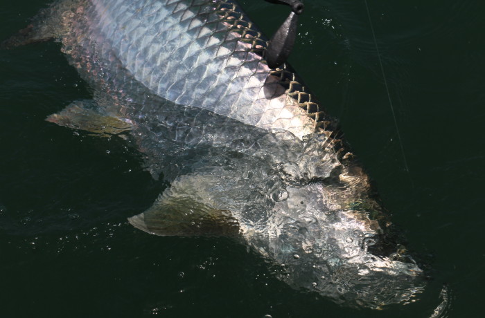 Wrapping up a day with a 70 pound Tarpon