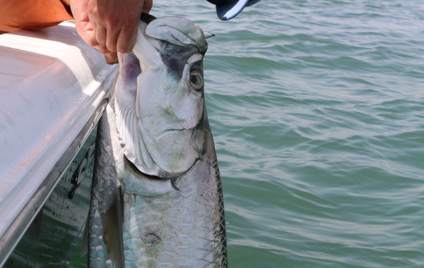 80 pound Tarpon