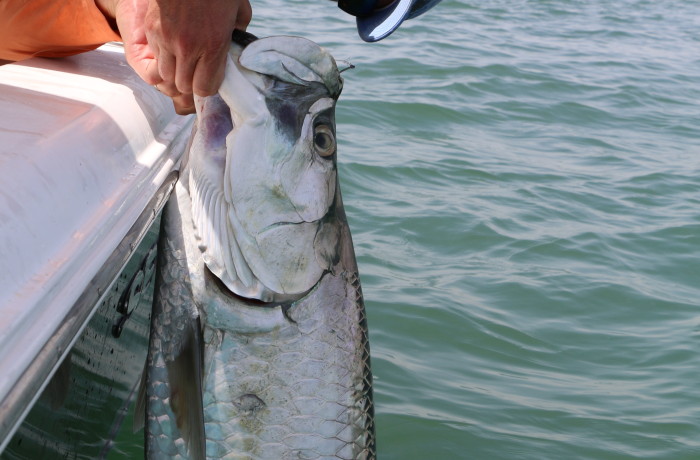 80 pound Tarpon
