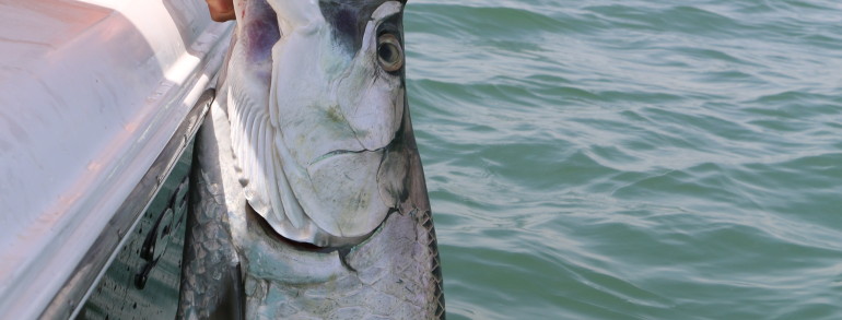 80 pound Tarpon