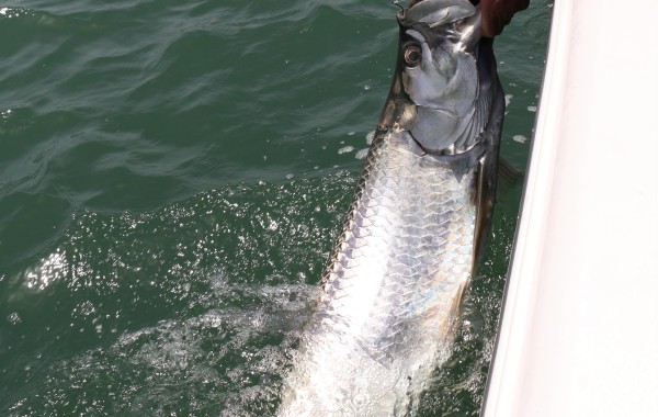80 pound Tarpon