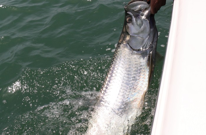 80 pound Tarpon