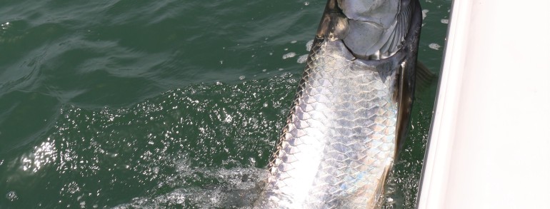 80 pound Tarpon