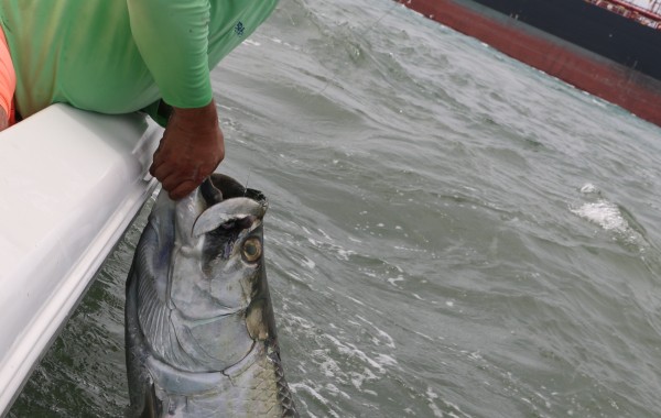 100 pound Tarpon