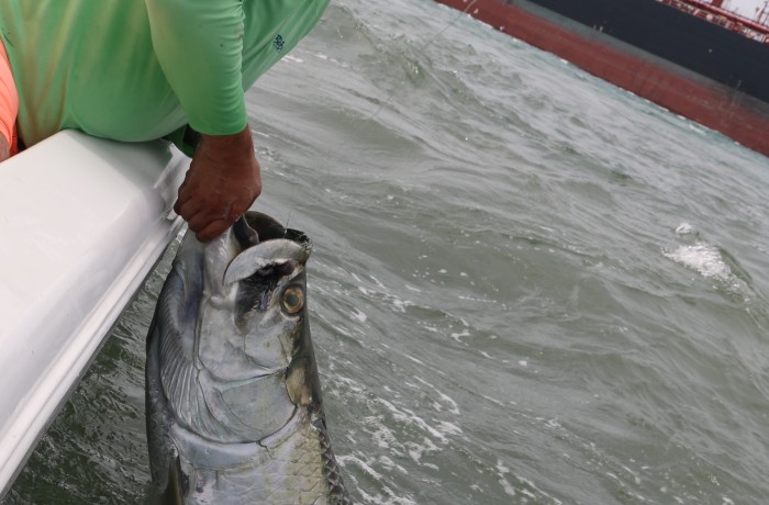 100 pound Tarpon