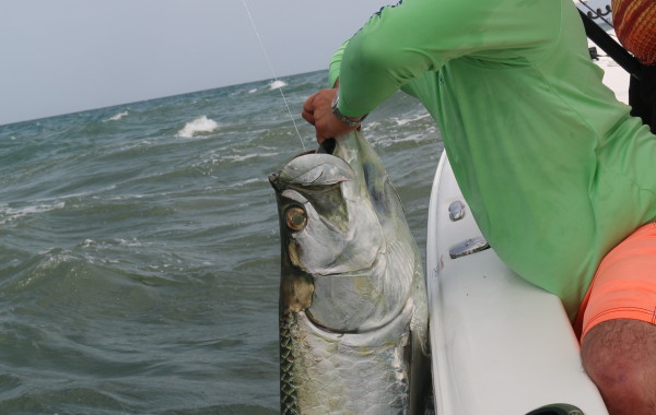 100+ pound Tarpon