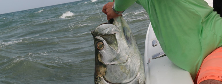 100+ pound Tarpon