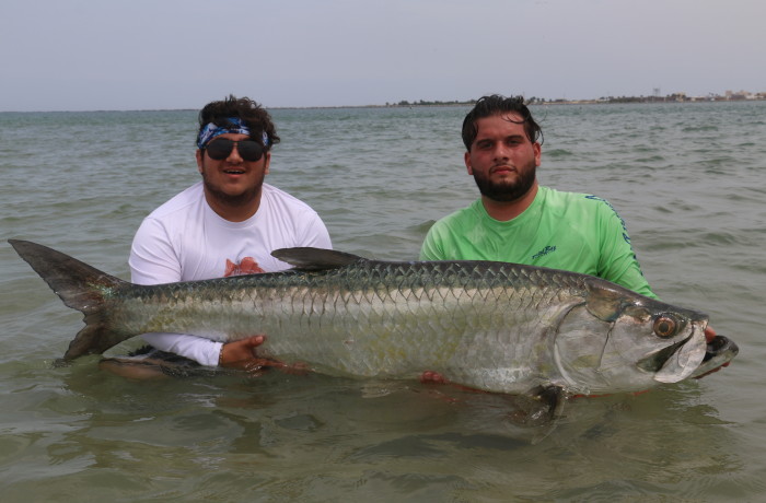 140 pound Tarpon