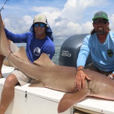 8 foot Nurse Shark