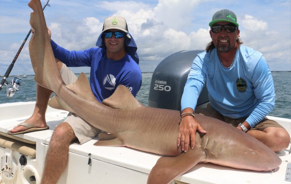 8 foot Nurse Shark