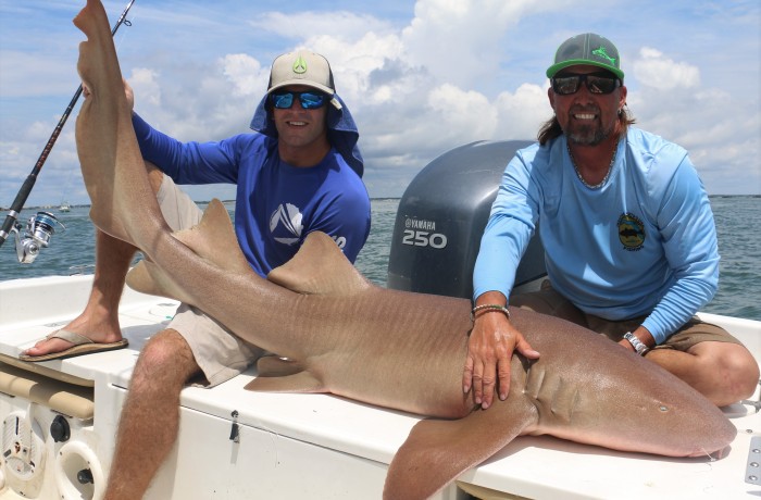 8 foot Nurse Shark
