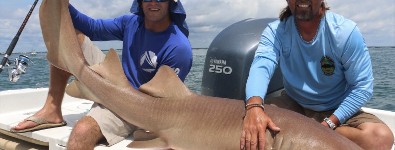 8 foot Nurse Shark
