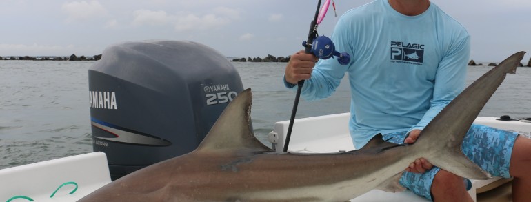 Little 5 foot Black Tip