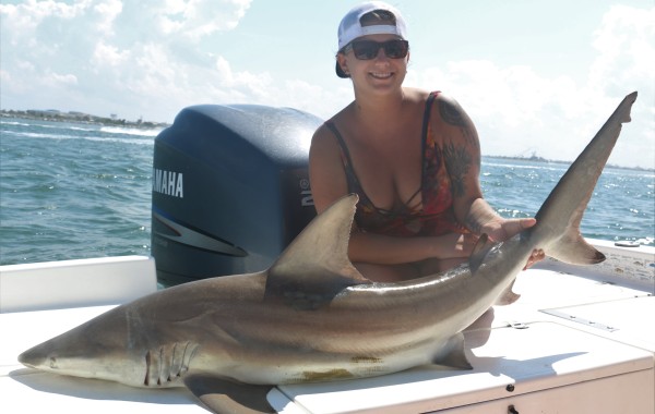 6 foot Black Tip Shark