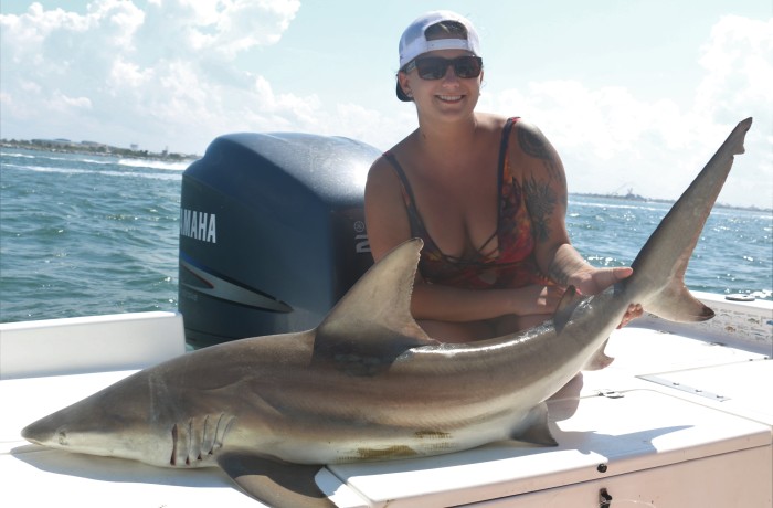 6 foot Black Tip Shark