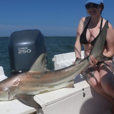 6 foot Black Tip Shark