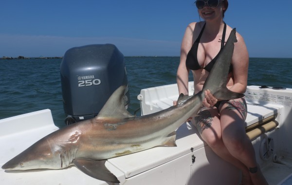 6 foot Black Tip Shark