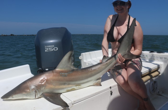 6 foot Black Tip Shark