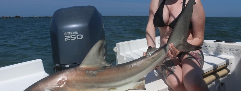 6 foot Black Tip Shark