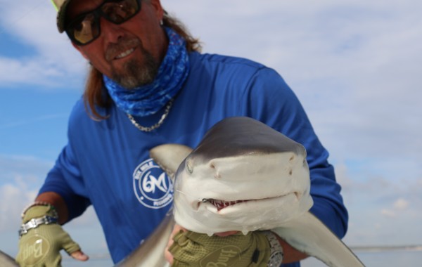 5 foot Black Tip Shark