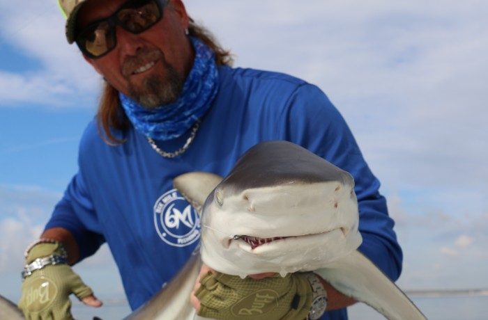 5 foot Black Tip Shark