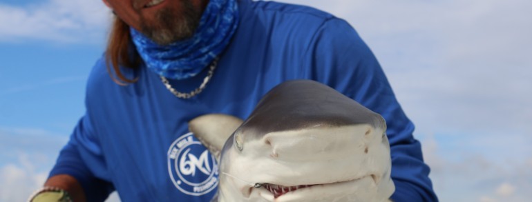 5 foot Black Tip Shark