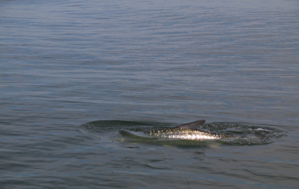 Tarpon rolling
