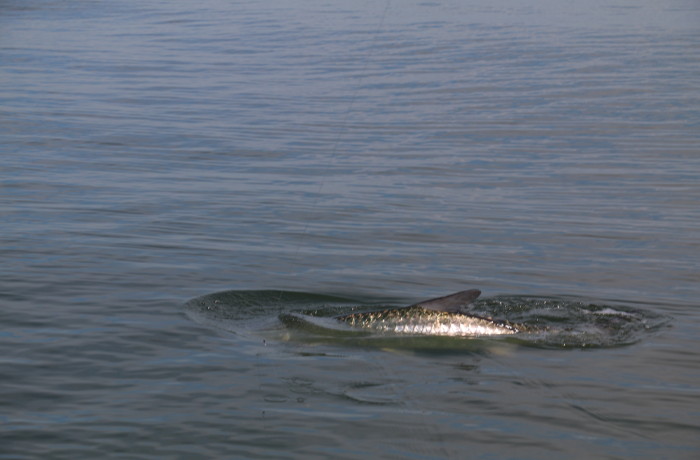 Tarpon rolling