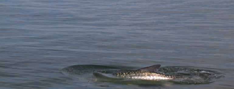 Tarpon rolling