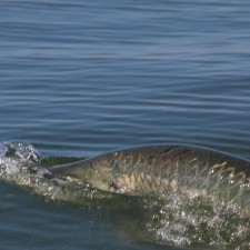 Tarpon gulping air