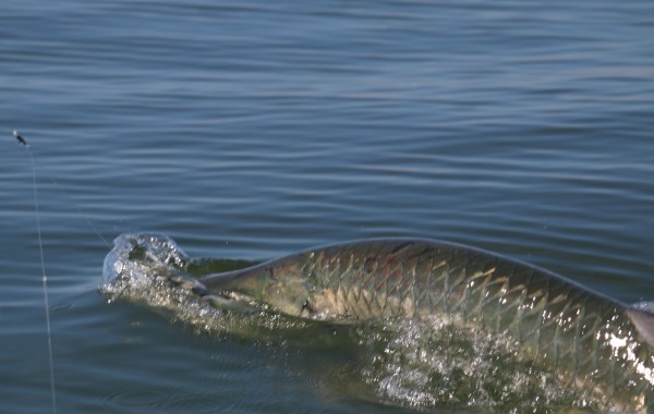 Tarpon gulping air