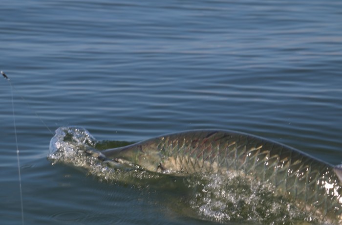 Tarpon gulping air