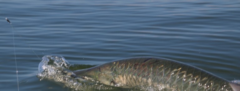 Tarpon gulping air