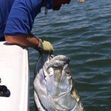 The mouth of a giant