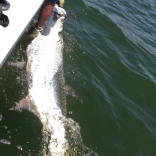 170 pound giant Tarpon