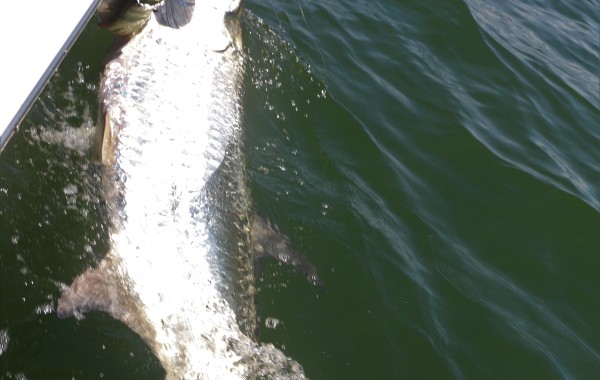 170 pound giant Tarpon