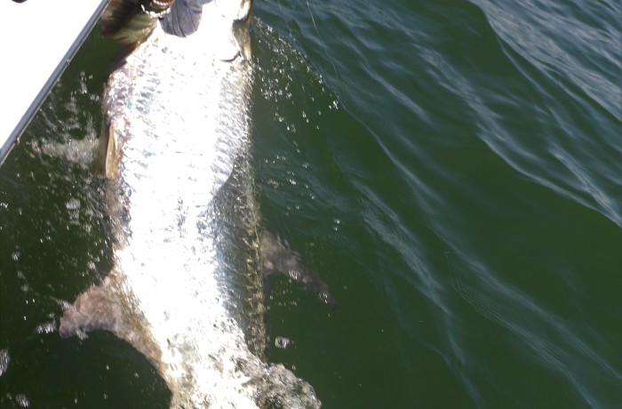 170 pound giant Tarpon