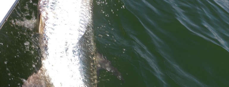 170 pound giant Tarpon