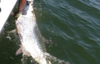 May Tarpon, Trout and Bull Reds