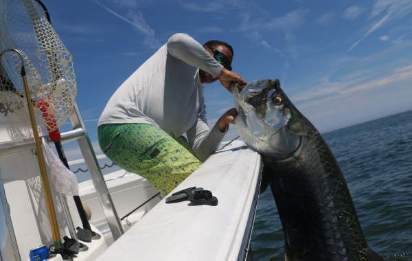 170 pound Tarpon