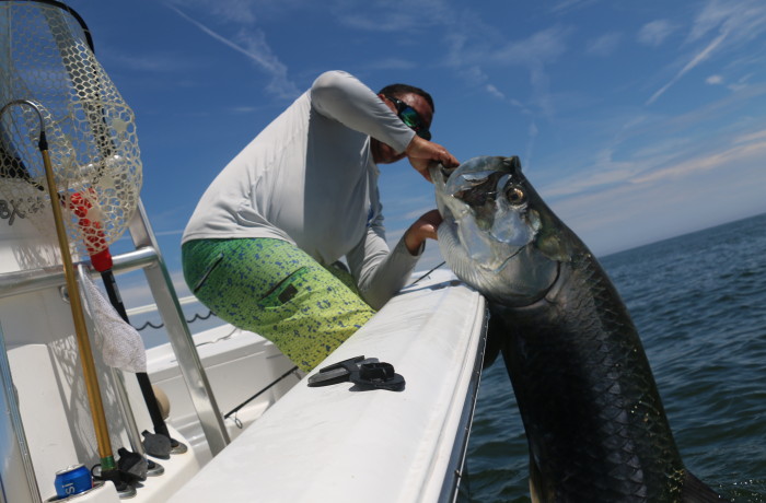 170 pound Tarpon