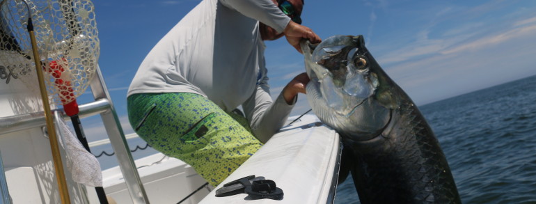 170 pound Tarpon