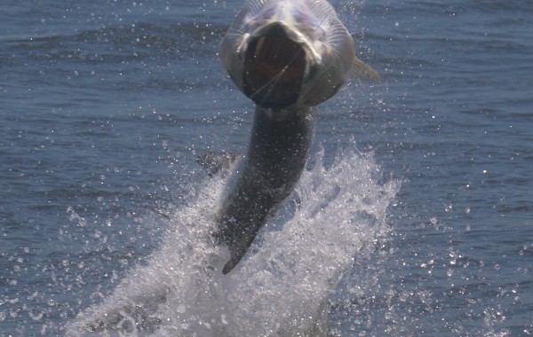 Tarpon making lift off