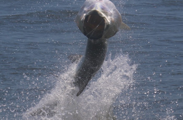 Tarpon making lift off