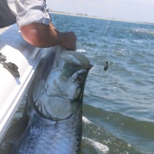 140 pound Tarpon