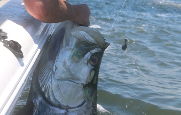 140 pound Tarpon